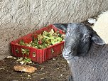 Eine Tierhaltung im Landkreis Nordhausen wurde aufgel&ouml;st. (Foto: Silvio )