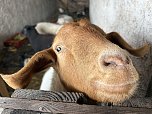 Eine Tierhaltung im Landkreis Nordhausen wurde aufgel&ouml;st. (Foto: Silvio )