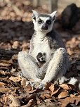Eine Katta-Mama mit ihrem Baby. (Foto: Silvio Dietzel)