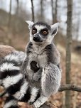 Eine Katta-Mama mit ihrem Baby. (Foto: Silvio Dietzel)