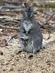 Das Bennetk&auml;nguru-Baby schaut aus dem Beutel. (Foto: Silvio Dietzel)
