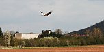 Es sind wieder viele St&ouml;rche in der Goldenen Aue zu Gast (Foto: Ulrich Reinboth)