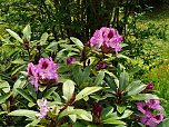 Impressionen vom Rhododendren-Fest in S&uuml;lzhayn. (Foto: Peter Blei)