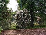 Impressionen vom Rhododendren-Fest in S&uuml;lzhayn. (Foto: Peter Blei)
