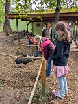 Für die kleinen Schweinchen werden Namen gesucht. (Foto: Nancy Pätzold) Für die kleinen Schweinchen werden Namen gesucht. (Foto: Nancy Pätzold)