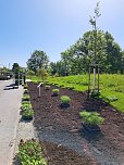 Neue Pflanzen ziehen auf dem Gel&auml;nde der Landesgartenschau ein. (Foto: Ren&eacute; Wei&szlig;bach)