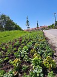 Neue Pflanzen ziehen auf dem Gel&auml;nde der Landesgartenschau ein. (Foto: Ren&eacute; Wei&szlig;bach)