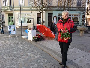 Rosen verteilt