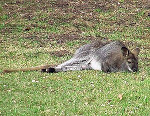 Tiere Possen