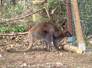 Tiere Possen