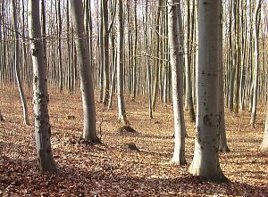Waldgang am Possen