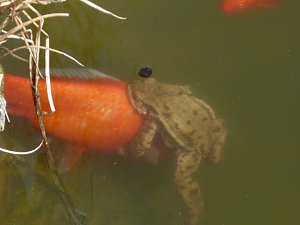 Liebesspiel im Gartenteich