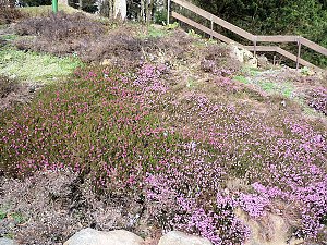 Farbtupfer in Braunlage