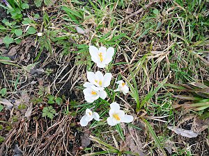 Farbtupfer in Braunlage