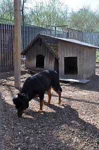 Fr&uuml;hlingsfest im Tierheim Nordhausen