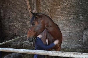 Reitturnier in Wollersleben
