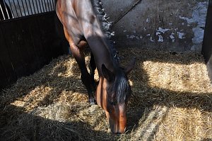 Reitturnier in Wollersleben