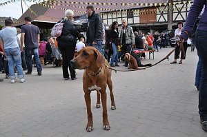 Reitturnier in Wollersleben