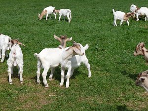 Auftrieb auf der Ziegenalm