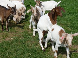 Auftrieb auf der Ziegenalm