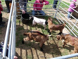Auftrieb auf der Ziegenalm