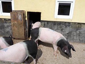 Auftrieb auf der Ziegenalm