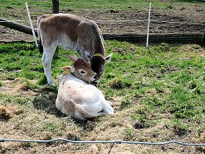 Auftrieb auf der Ziegenalm