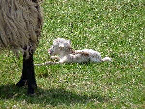Auftrieb auf der Ziegenalm