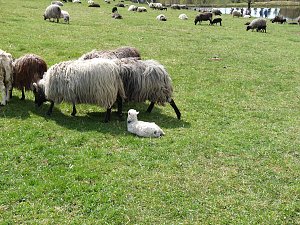 Auftrieb auf der Ziegenalm