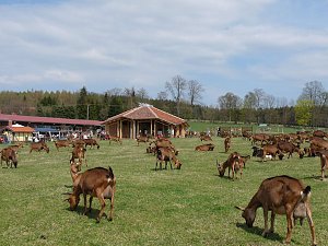 Auftrieb auf der Ziegenalm