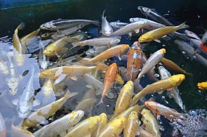Fischfest in Auleben