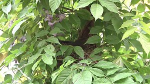 Bewegung im Nest