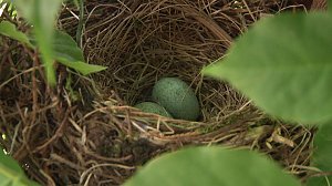 Bewegung im Nest