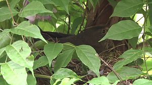 Bewegung im Nest