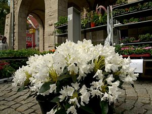 Blumen und mehr