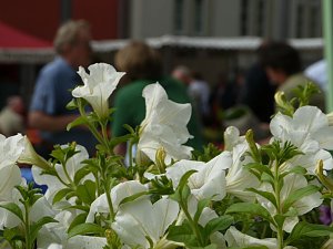 Blumen und mehr