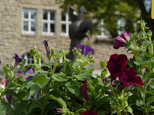 Blumen und mehr