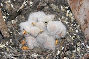 Neues aus dem Nest