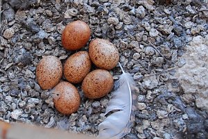 Neues aus dem Nest