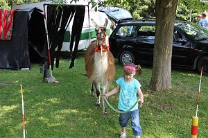 Buntes Treiben bei den Falken