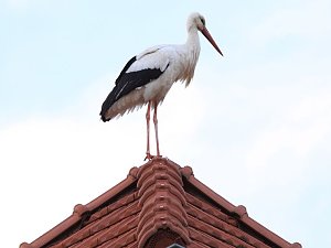 Zwischenlandung