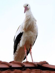 Zwischenlandung