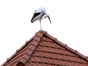 Zwischenlandung