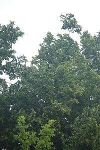 Sturm verursacht Sch&auml;den