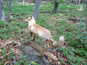 Waldjugendspiele begeisterten