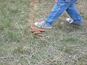 Waldjugendspiele begeisterten
