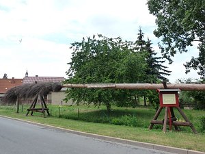 Laubk&ouml;nig gekr&ouml;nt