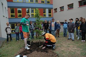 Baum gepflanzt