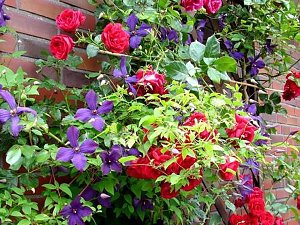 Reden über den Garten