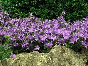 Reden über den Garten